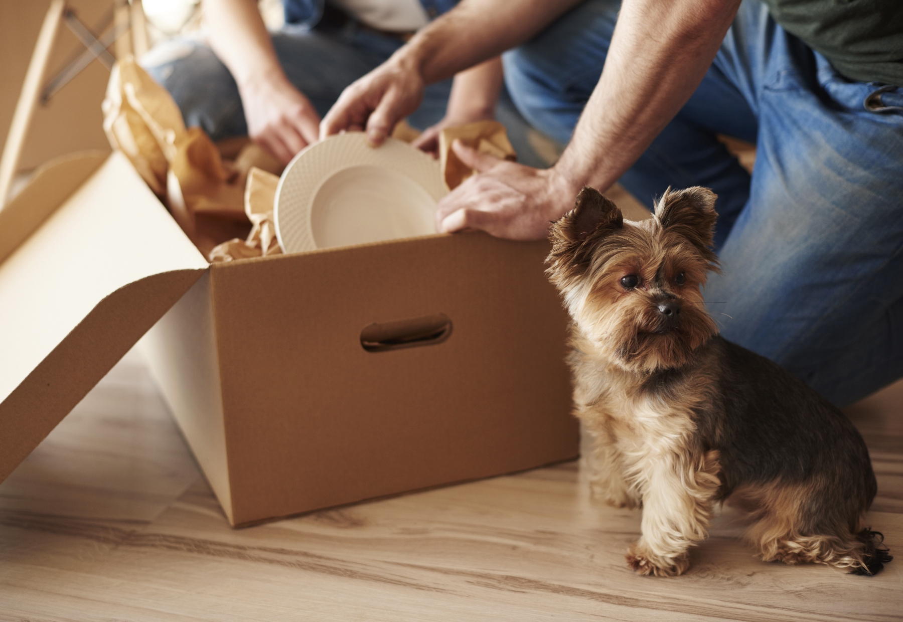 tiny puppy with their owners unpacking